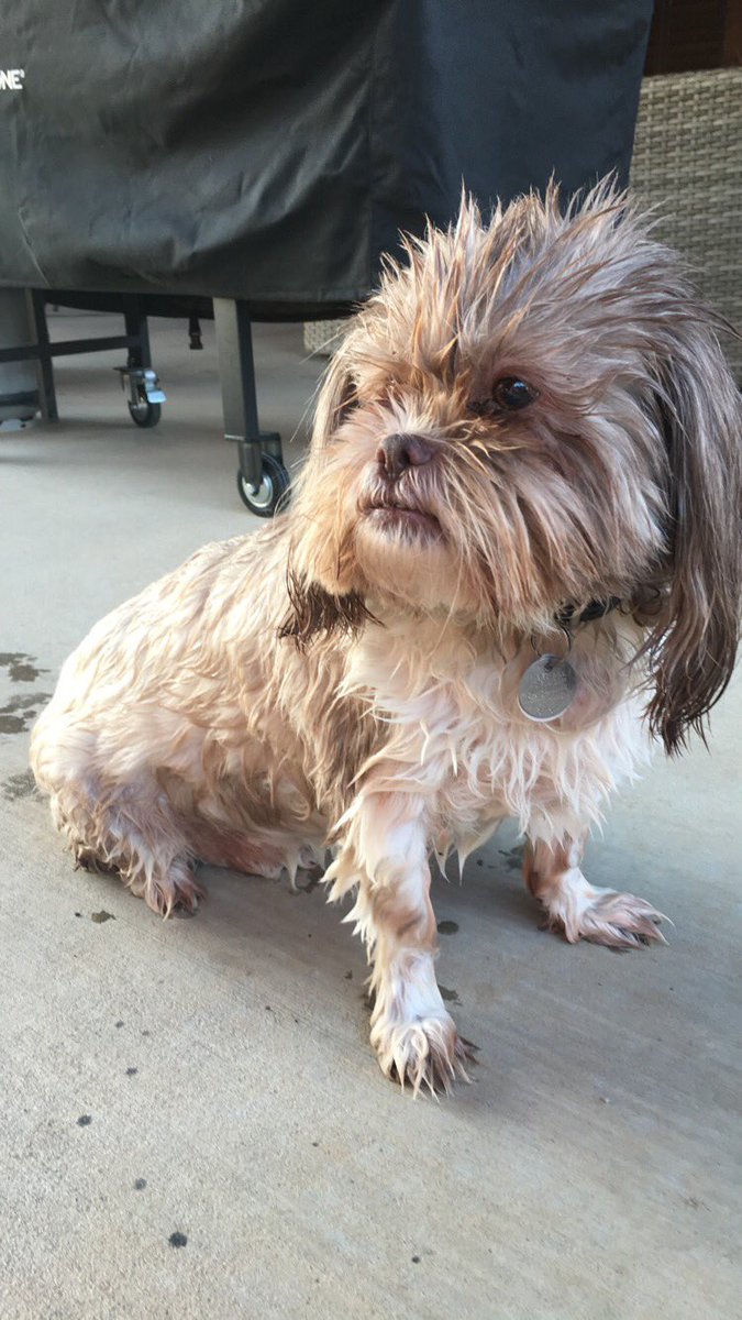 bigboy_bruise's tweet photo. When Jessy is home, I swim. 😑 https://t.co/M7WKjGDWcs
