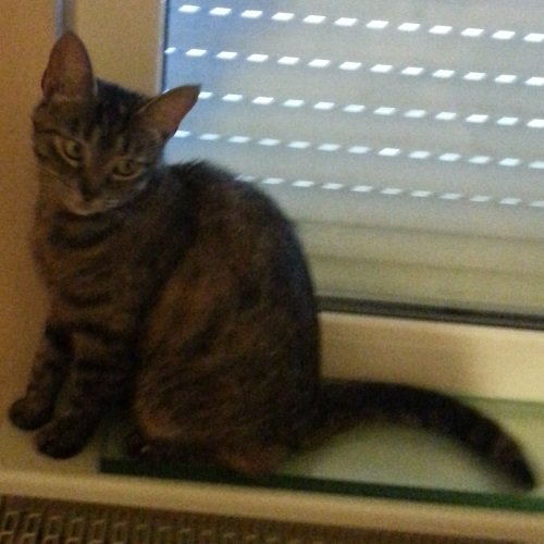 #InternationalCatDay
😻