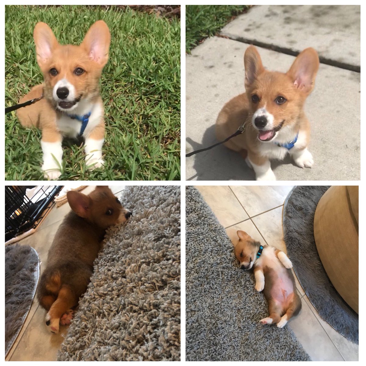 TheCorgiCheddar's tweet image. My first Tweet! Hello everyone! @dog_rates @TheCutestCorgis @TheDailyCorgi @OhMyCorgi @TheDaiIyPuppy #Corgi #WelshCorgi