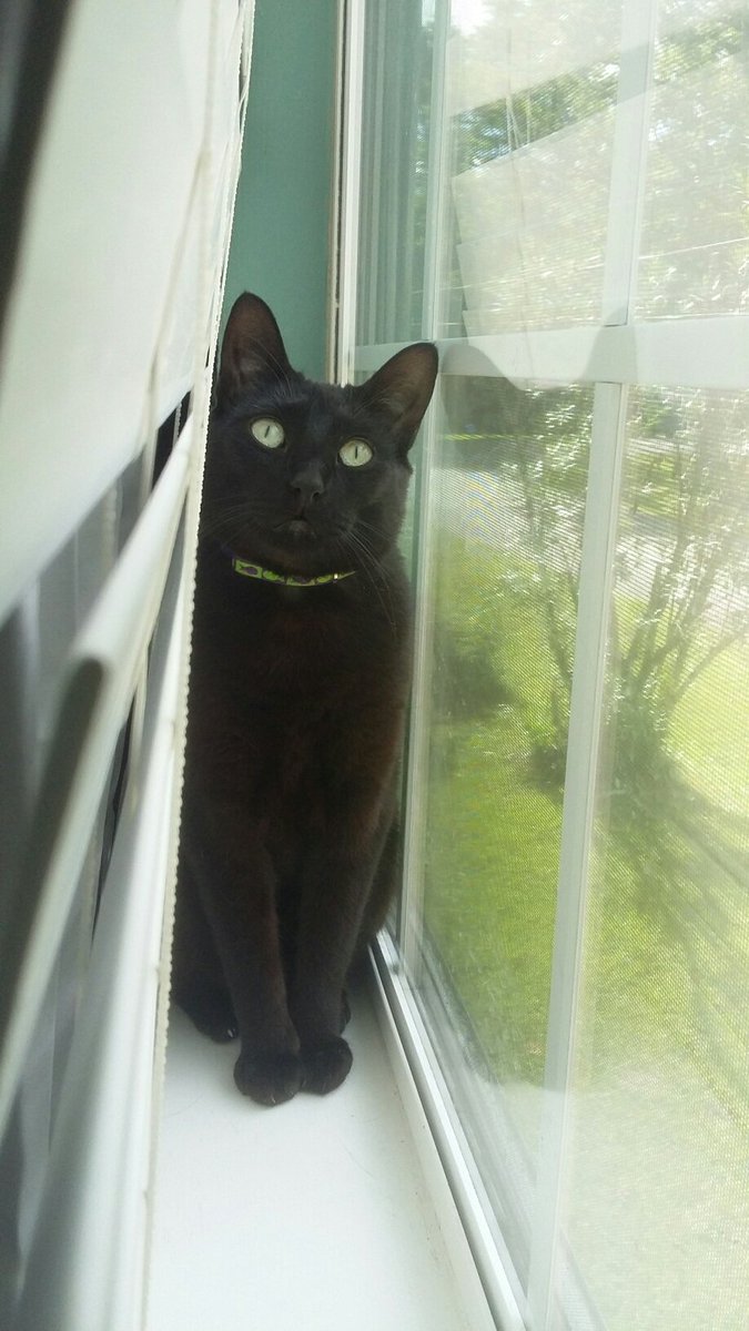 JWMom1914's tweet photo. @CJB012 Hi Opal! My most handsome boy, Apollo here 😊 https://t.co/jwLkymGf9R