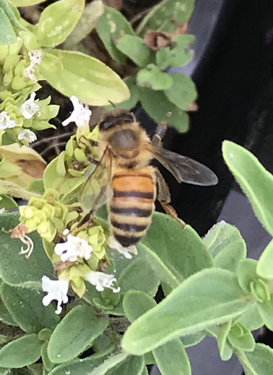 Wat ook zo leuk is aan het beschermen van de 358 soorten wilde bijen in ons land: als je er oog voor hebt spot je regelmatig soorten die je niet eerder zag 😃 #bijen #savethebees