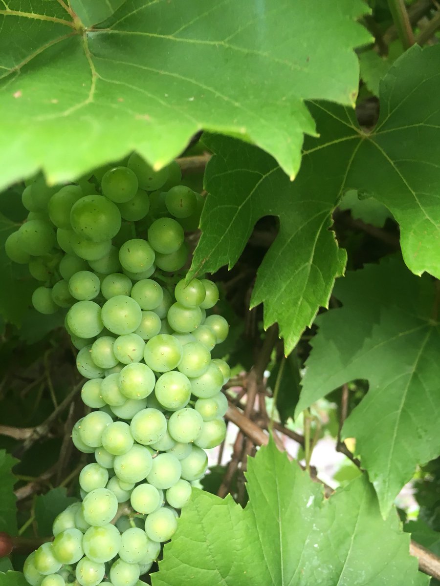 ThatSabrina's tweet photo. Not bad for welsh grapes π #cardiffsummer https://t.co/i0HKdIXTNa