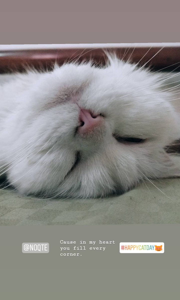 Daababaa's tweet photo. روزشه.
#Internationalcatday
#Noqte https://t.co/Pty7rQE0NK