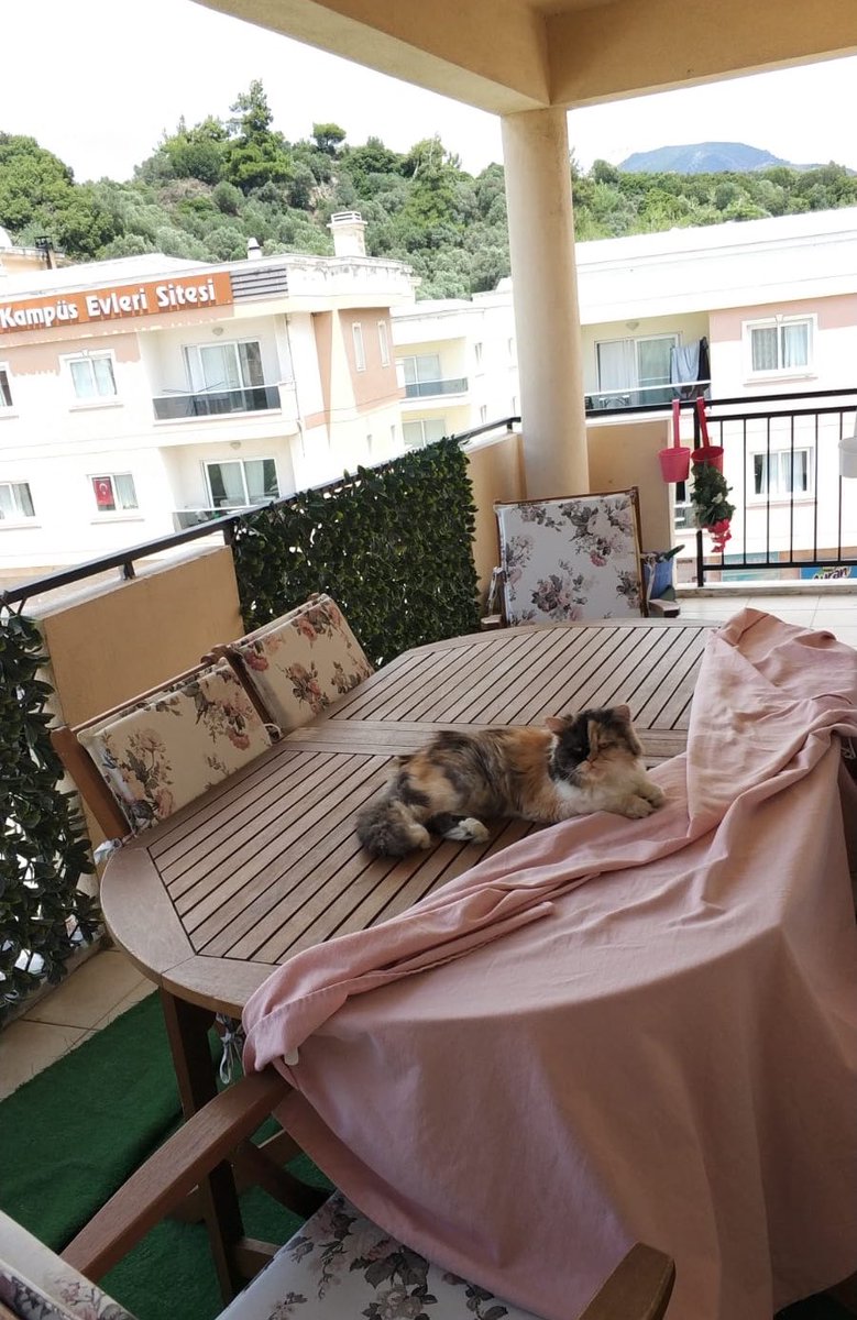 Westbrooook's tweet photo. Hep benimle kal ❤️ #InternationalCatDay https://t.co/16rDU4WRnp