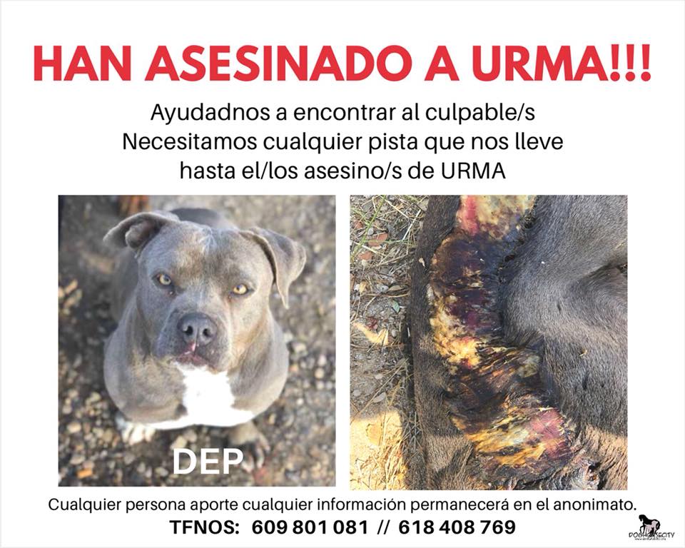 #TOLEDO
URMA fué robada y ASESINADA vilmente en #mentrida,#TOLEDO
<a href="/doghorsecity/">DOGHORSECITY APAP</a> NECESITA TU AYUDA:Si tienes alguna pista para localizar al psicópata culpable de su muerte y agonia CONTACTA
D.E.P URMA,lo lamentamos profundamente😢
Un abrazo a Angel y al equipo de <a href="/doghorsecity/">DOGHORSECITY APAP</a>