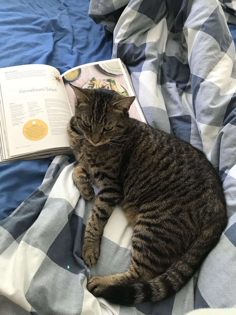BrightonGin's tweet photo. Happy #InternationalCatDay2018! Here’s #Claude, not giving too hoots about the day but ruminating it he can get one of us to make him the Fenneloumi salad from @mimispencer1 &amp; #samrice https://t.co/KDc8KvaiYM