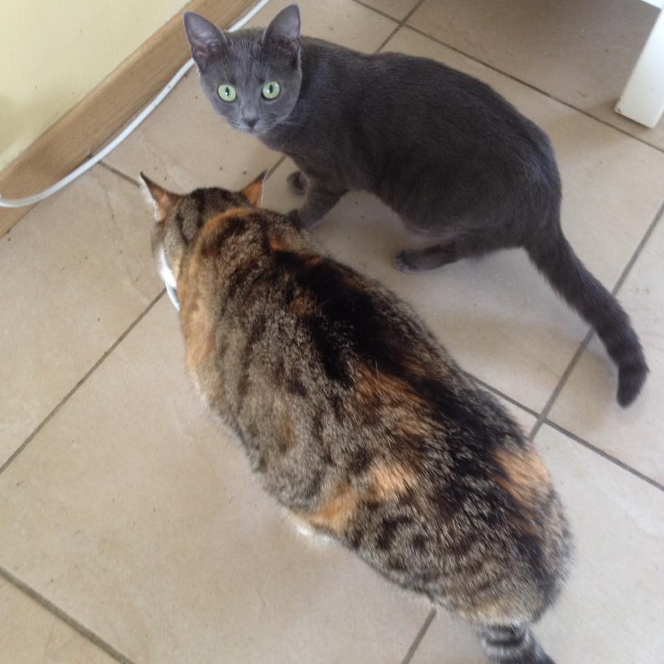 allysonscards's tweet photo. Happy #InternationalCatDay2018 🐱
My little princess's Mimi and Suki 
#InternationalCatsDay #CatDay #catcards #kittens https://t.co/Ilf8VeiwOP