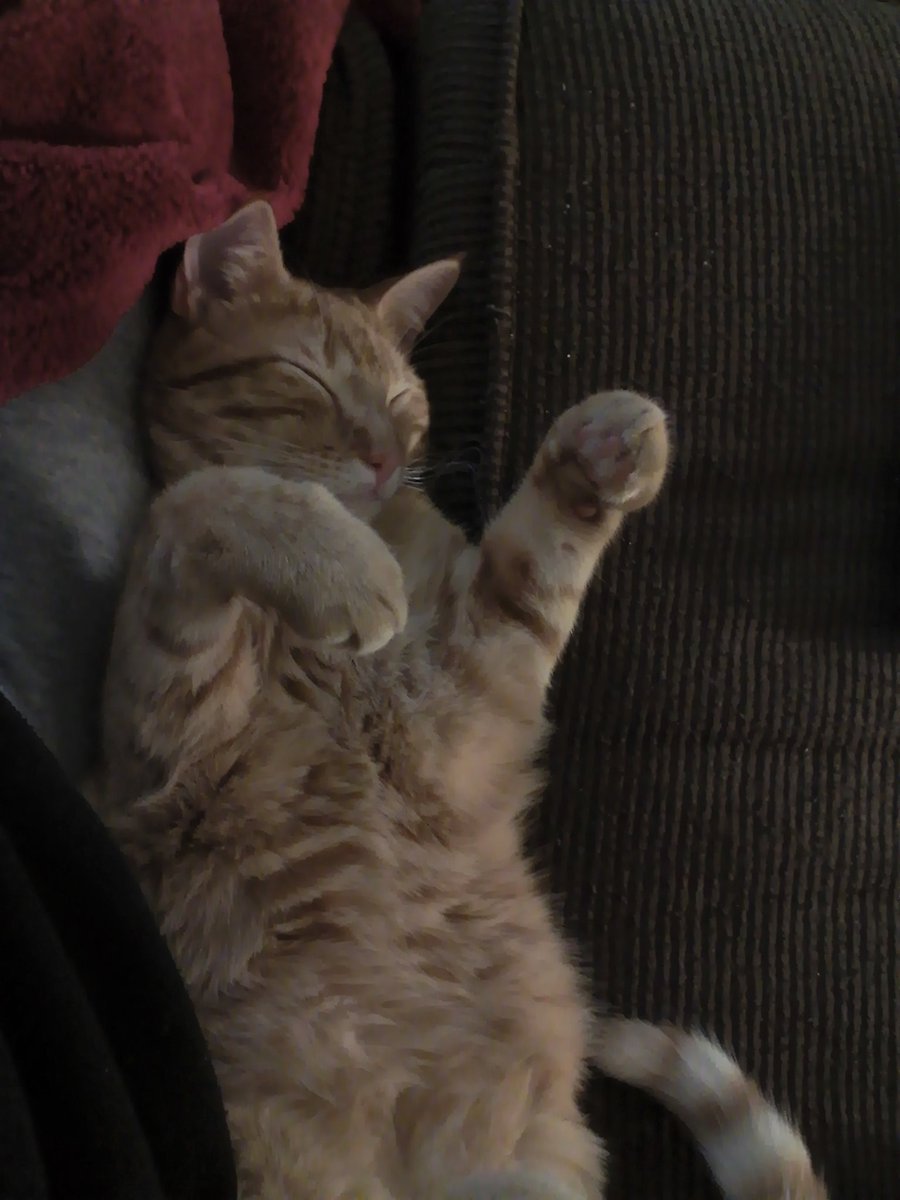 DianeKavanaugh's tweet photo. Lovable Leo. #InternationalCatDay https://t.co/DftyAmjtK2