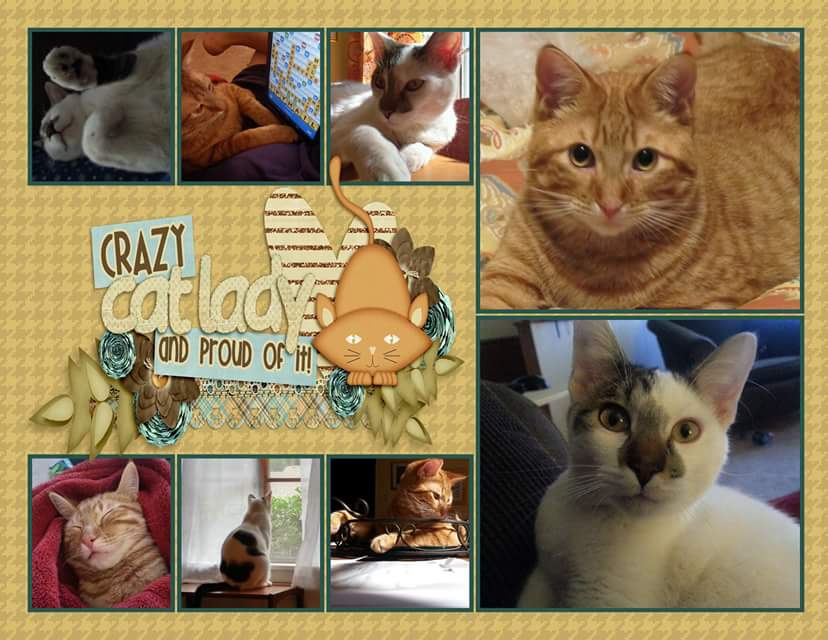 DianeKavanaugh's tweet photo. My loves. #crazycatlady #InternationalCatDay https://t.co/wyTXqJH0BV