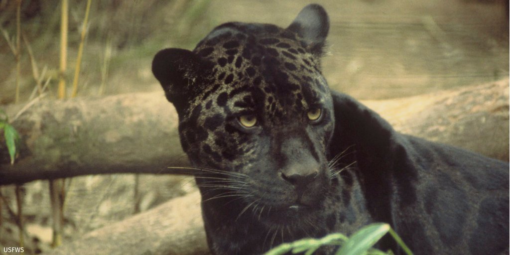 National Wildlife (@NWF) on Twitter photo 2018-08-08 18:04:54 Did you know there are only four big cats that can roar: lion, tiger, leopard and jaguar! Celebrate #InternationalCatDay2018 by learning more big cat facts: bit.ly/2KCAv32 Did you know there are only four big cats that can roar: lion, tiger, leopard and jaguar! Celebrate #InternationalCatDay2018 by learning more big cat facts: bit.ly/2KCAv32