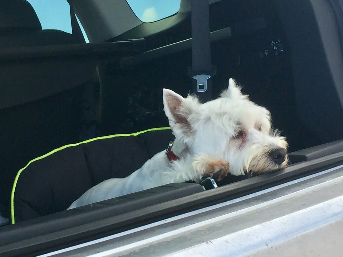 LittlePoochUK's tweet photo. Are we there yet! https://t.co/ebk6vBT9JM