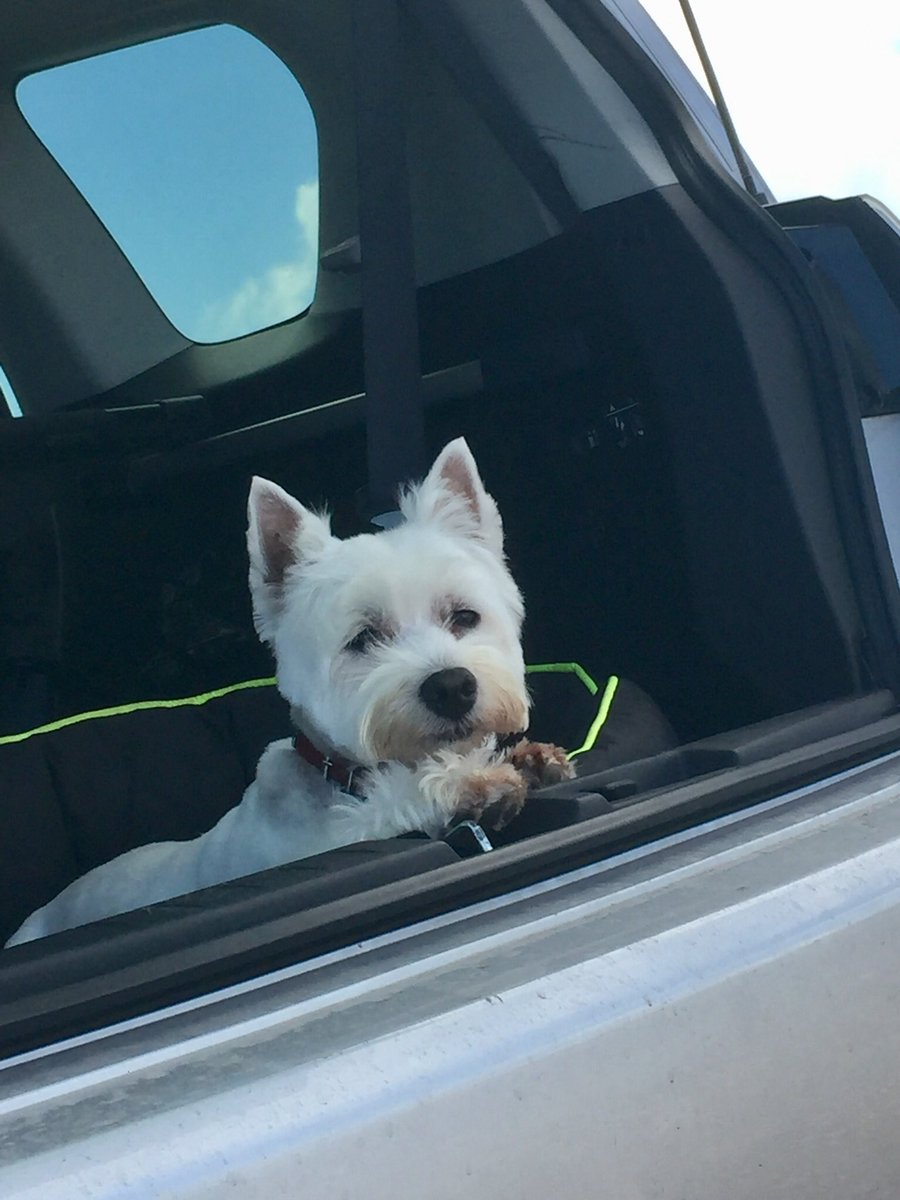 LittlePoochUK's tweet photo. Are we there yet! https://t.co/ebk6vBT9JM