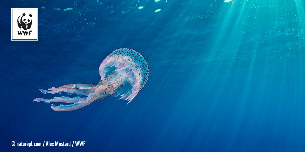 WWFFrance's tweet photo. 🌊 Les déchets plastiques menacent la mer #Méditerranée et les espèces qu'elle abrite → https://t.co/xKGWjhECHF Protégeons-la ! https://t.co/c2GPAp1D8r