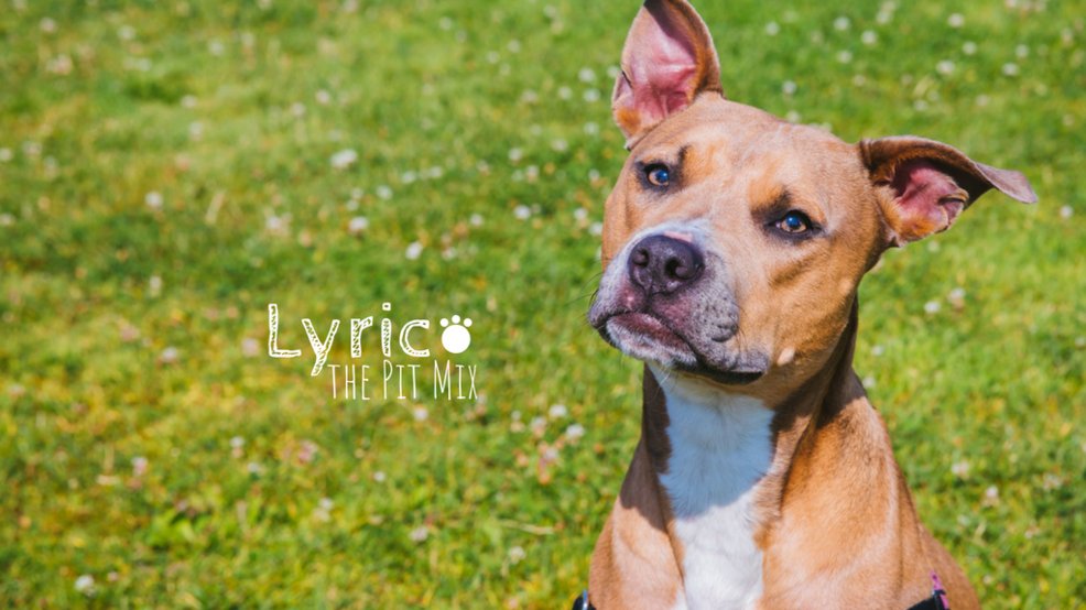 SeattleRefined's tweet photo. RUFFined Spotlight: Lyric the Pit Bull Mix https://t.co/EtybC5XOFD https://t.co/1VynJEyPGm