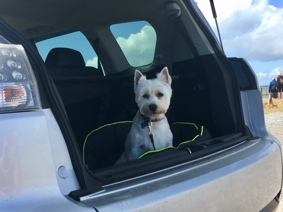 LittlePoochUK's tweet photo. Are we there yet! https://t.co/ebk6vBT9JM