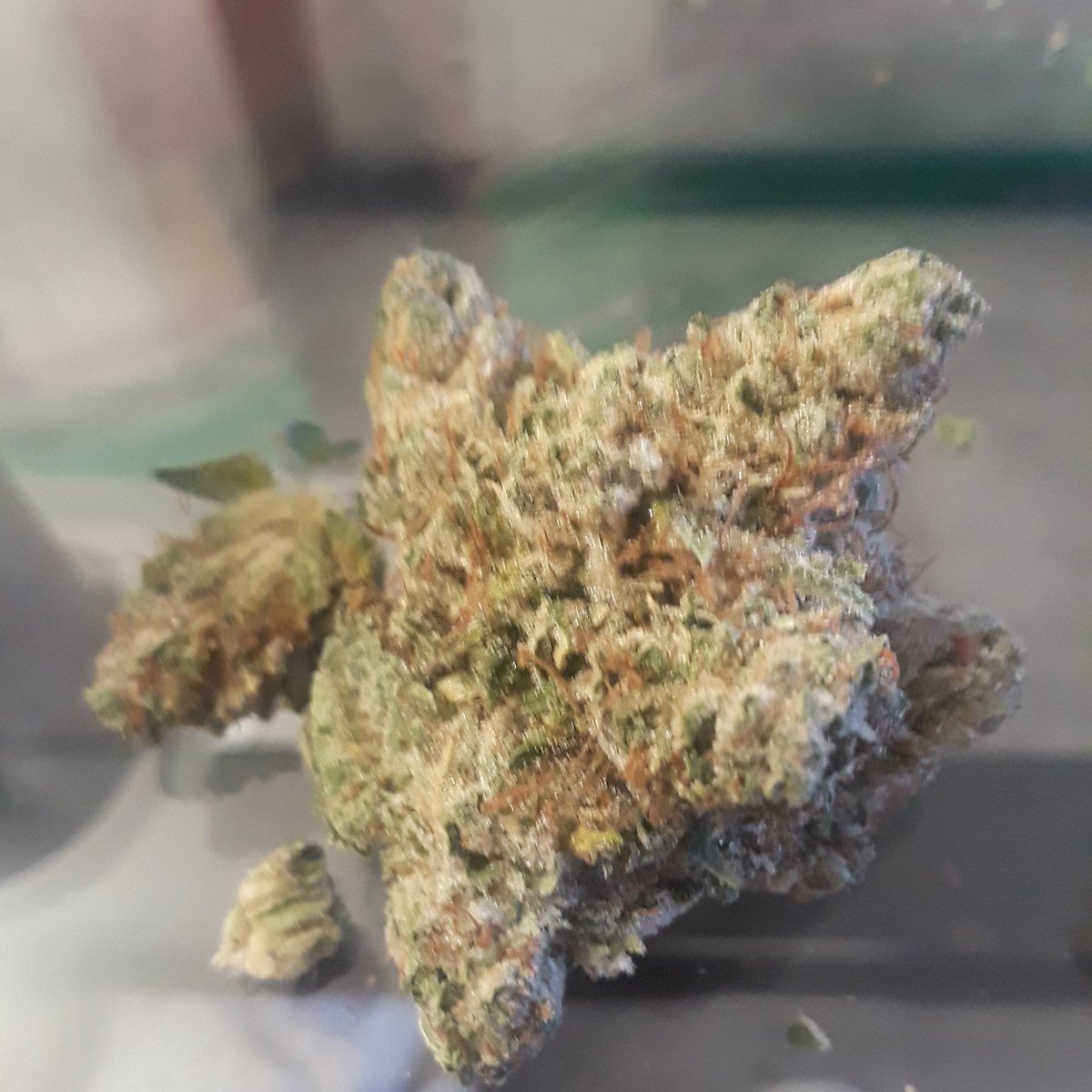 The_Real_WB's tweet photo. 🚨🚨⛽🔥FLORIDA KUSH🚨🚨⛽🔥🔥🔥💨💨 #Cookies #COnnected_cannabis #danky #sticky #topShelf #exotics #realKush @ArmyOfPotheads @james_bong13 @CANNiLIVE @NeilSamra1 @5tonergirl420 @_jena4n @CLyK76 @HempTemptress @Michael57645022 @im420forsure @CookiesSFCA @Highgirl3434 @Bklynbby 🔥 https://t.co/C8VrBizgQQ