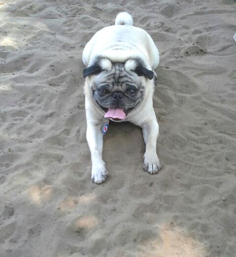 FishstickThePug's tweet photo. Sun? Check. Sand? Check. Beach bod? Double check. 😂 #SunTanMan #BeachedWhale #WheresMyThong #pugs #dogs https://t.co/QLXJ6jO9Rs