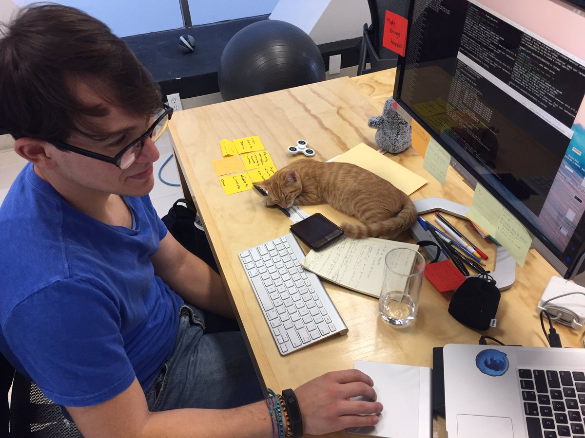 Siedrix's tweet photo. En common sense estamos contratando devs, como partes de las prestaciones incluimos gatos de oficina para el estrés. https://t.co/lMDqKaYFv8