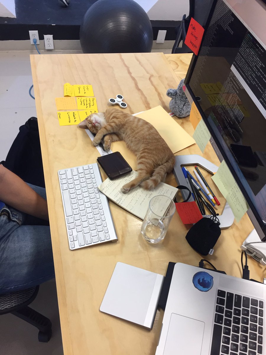 Siedrix's tweet photo. En common sense estamos contratando devs, como partes de las prestaciones incluimos gatos de oficina para el estrés. https://t.co/lMDqKaYFv8