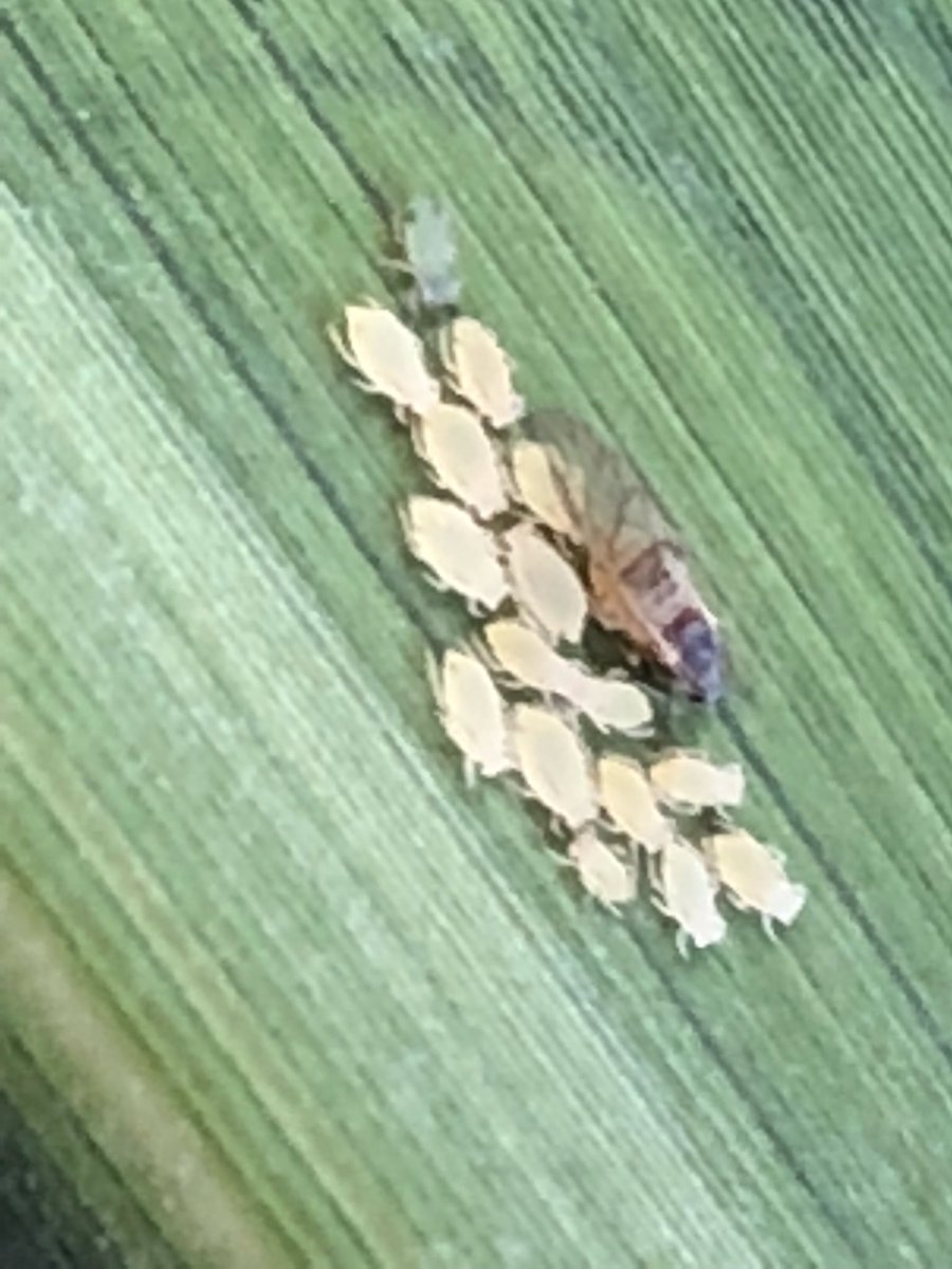 ZimmerBrooke's tweet photo. White sugarcane aphids found south of Haggard in Gray county, KS. #agtwitter https://t.co/B296Mh8HGY