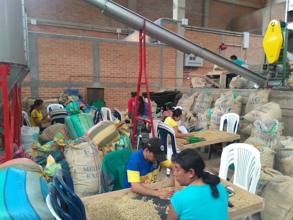 pedroleonhenao's tweet image. Selección manual de café en la asociación aliada ARCAFE, una alianza estratégica con @inconexuscoffee y @Intelligentsia  por una caficultura sostenible!!!.