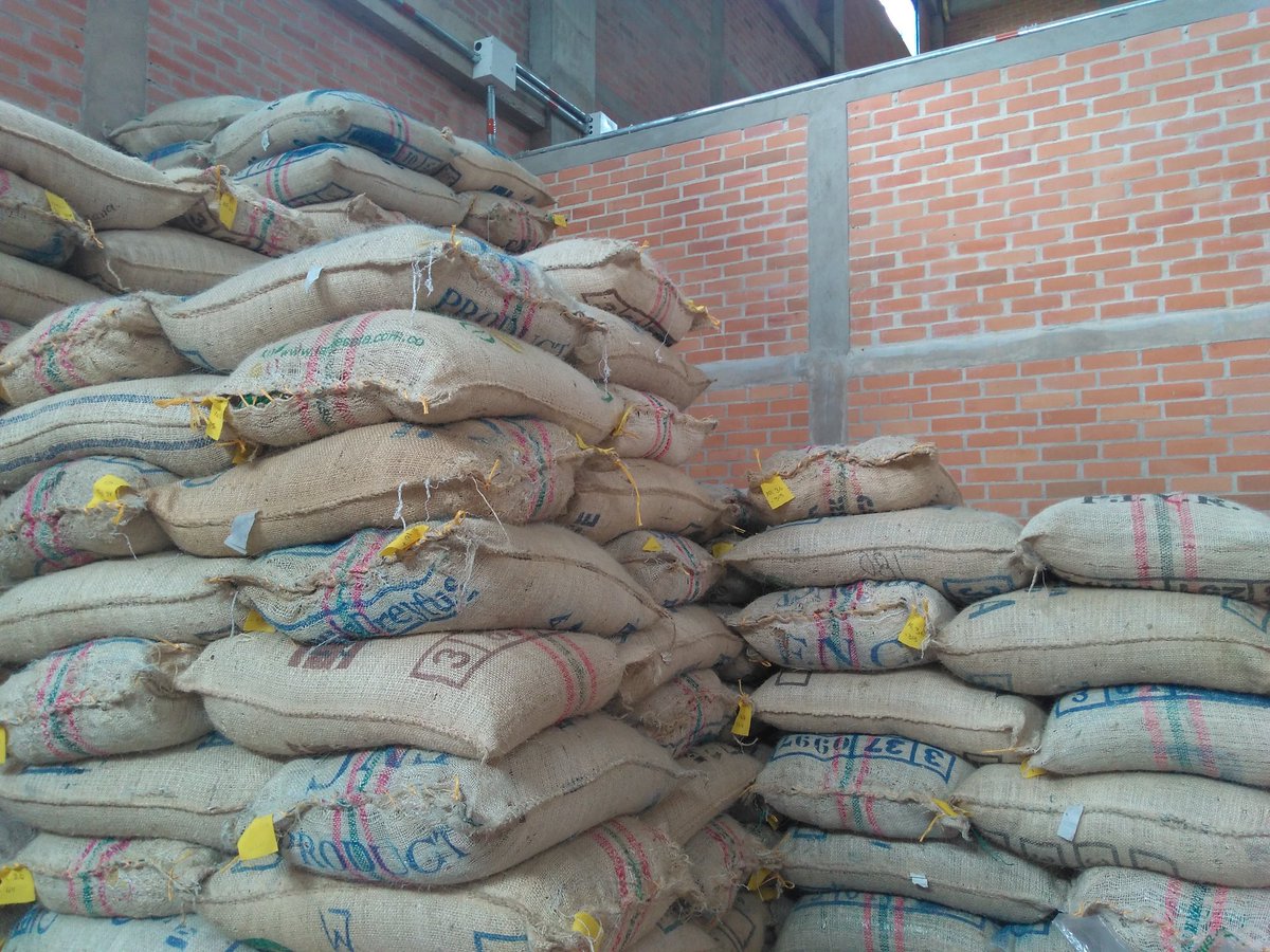 pedroleonhenao's tweet image. Selección manual de café en la asociación aliada ARCAFE, una alianza estratégica con @inconexuscoffee y @Intelligentsia  por una caficultura sostenible!!!.