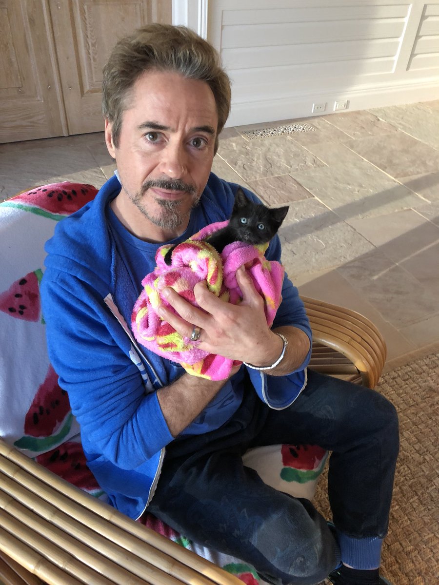 déia on Twitter: &quot;robert downey jr. and cats #InternationalCatDay  https://t.co/aOf99n9XFo&quot; / Twitter