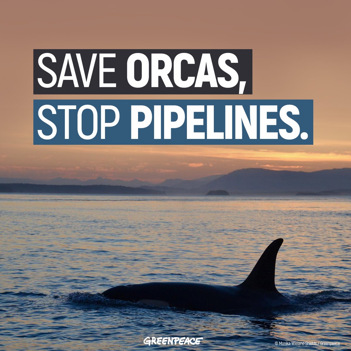 There are only 75 southern resident orcas left. 400 more oil tankers through their habitat every year could be a death sentence. 
Tell <a href="/JustinTrudeau/">Justin Trudeau</a> to take action to protect them >> act.gp/2M6XpFx 

#Orcas #J50 #cdnpoli #bcpoli #StopPipelines #NoTMX #StopKM