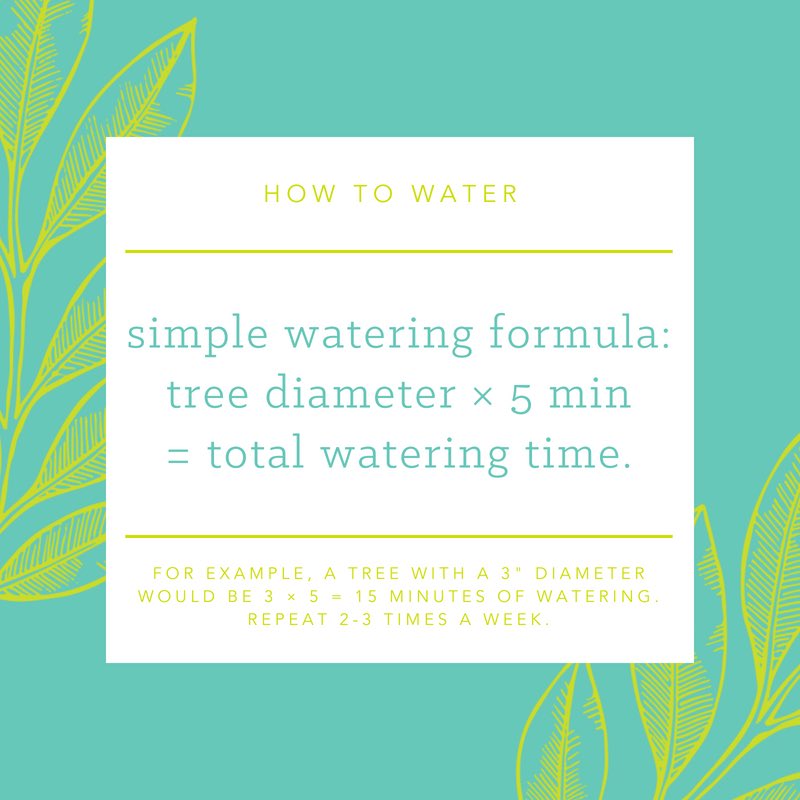 Follow this simple watering formula to be sure that you properly water your tree. Remember: too much water is just as bad or worse than too little.