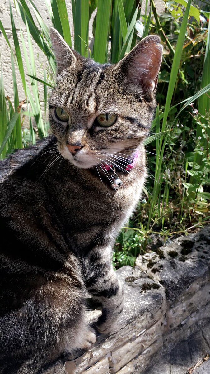 isabelle_c__'s tweet image. Happy #InternationalCatDay2018 to my purrfect Betty. What a model 🐱