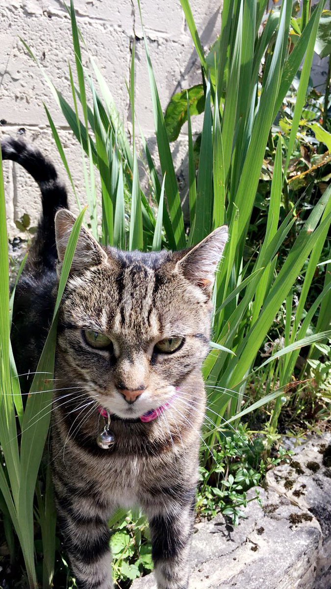 isabelle_c__'s tweet image. Happy #InternationalCatDay2018 to my purrfect Betty. What a model 🐱