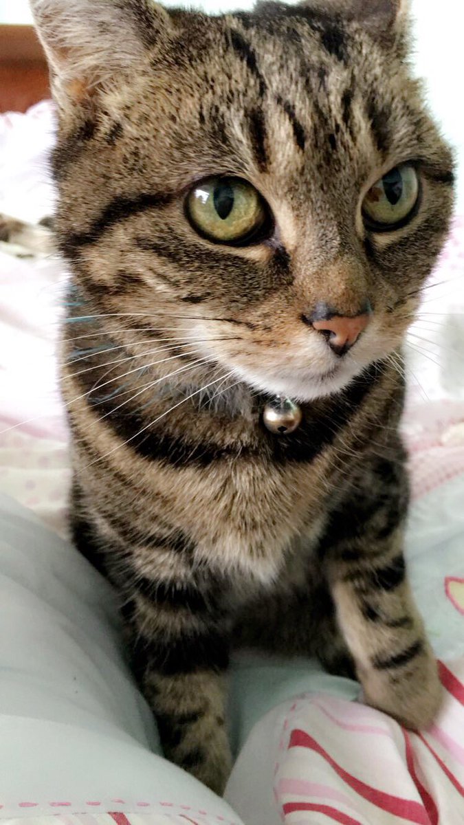 isabelle_c__'s tweet image. Happy #InternationalCatDay2018 to my purrfect Betty. What a model 🐱