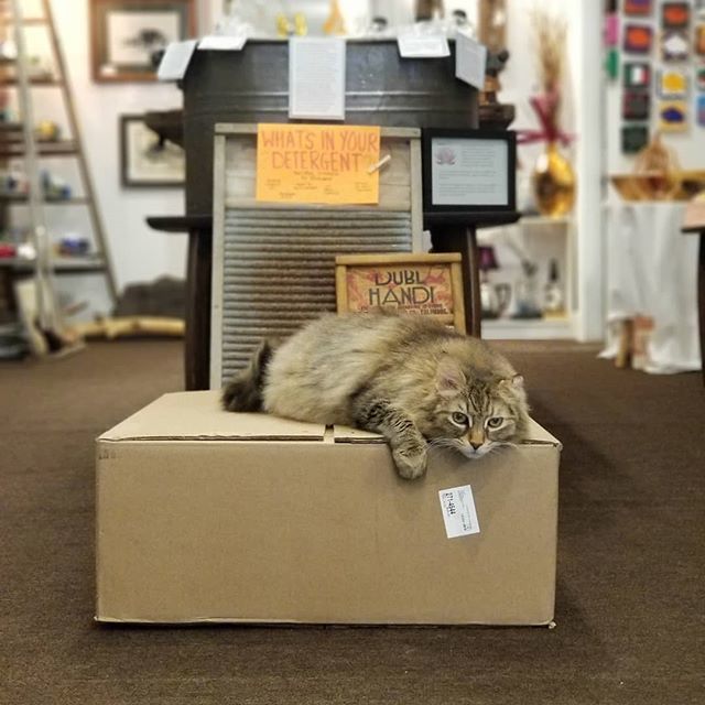 thinicegiftshop's tweet photo. Today is a good day for unpacking boxes. Or napping. Probably better for napping. #wheresatti #catsofthinice #catsofinstagram #elmwoodstrip #716 #buffalove https://t.co/gMw8gaBy5l https://t.co/sHgfkAeDl2