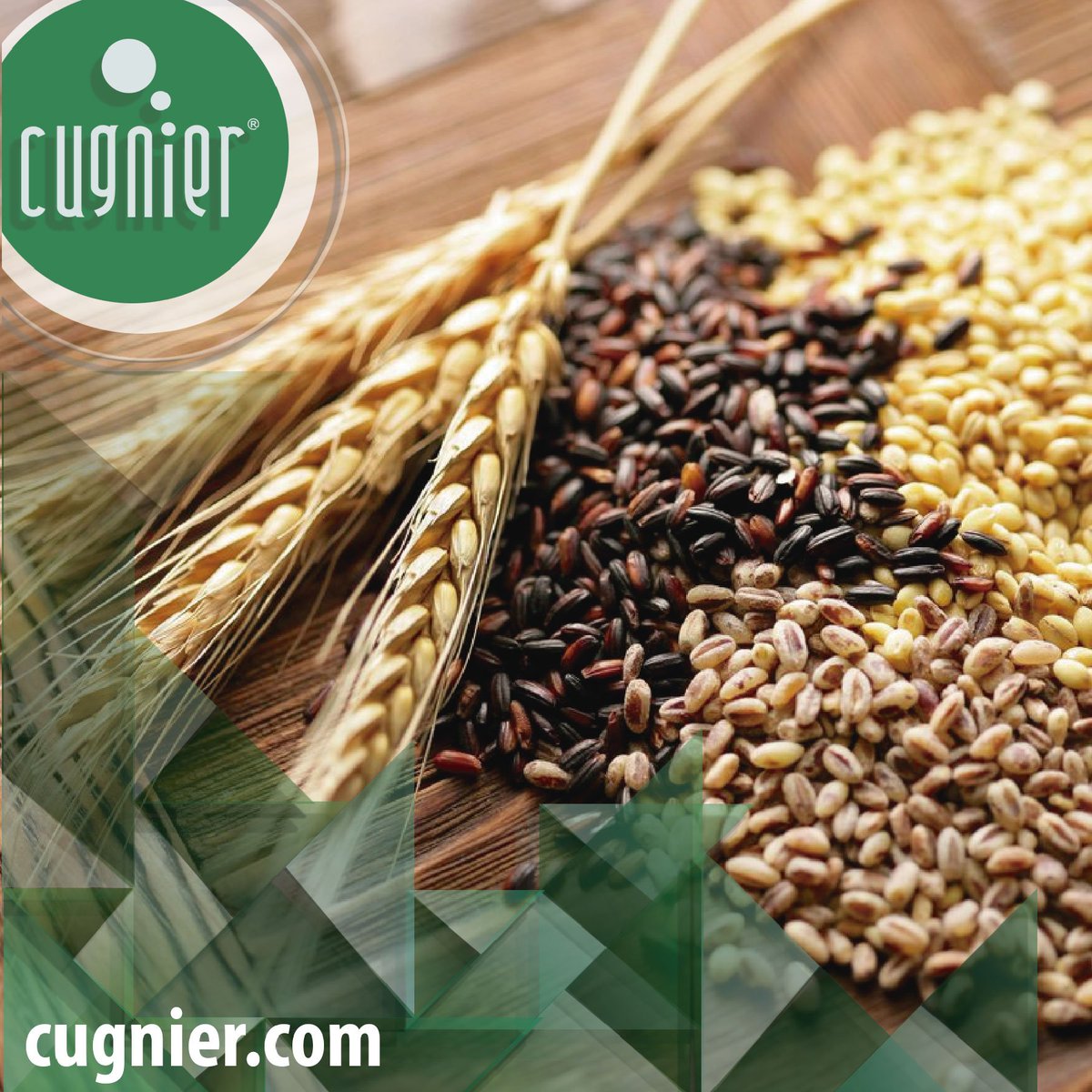 польза пророщенной пшеницы. полезные свойства пшеницы. пшеница полба. зерновые польза и вред. зерновые польза и вред.