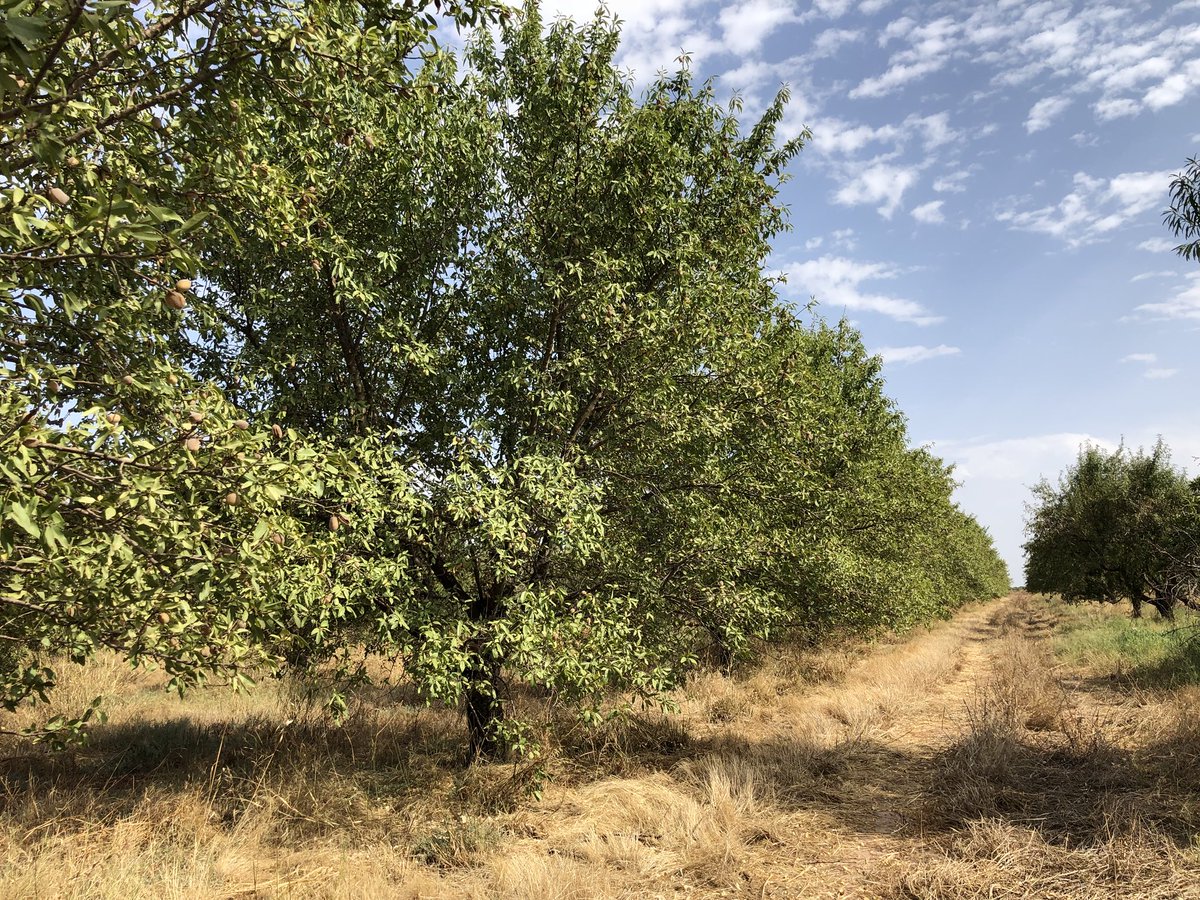 AlbertoVimar's tweet photo. Revisando fincas para #plandecosecha18 #marconas #larguetas #garrigues un muro productivo espectacular , teniendo en cuenta la no poda , temperaturas brutales para lo que estamos acostumbrados . #Marrakech  #Marruecos #vimarequiposcom #vimarharvesters https://t.co/SWD2xdOElo