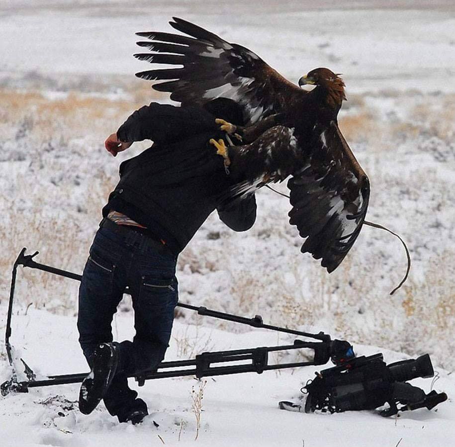 Animals interrupting wildlife photographers is my new joy