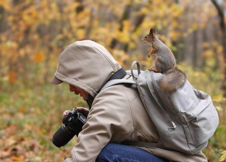Animals interrupting wildlife photographers is my new joy
