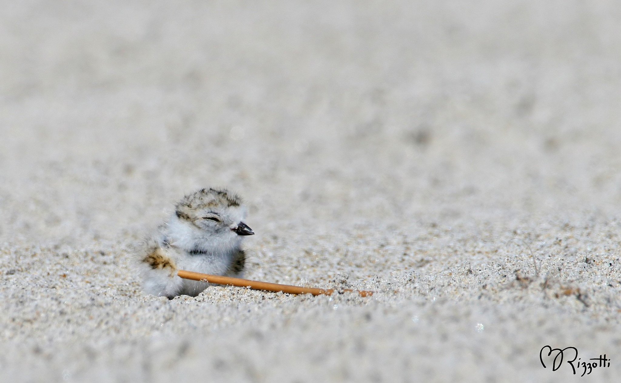 American Bird Conservancy on Twitter "Rose Harvey, Commissioner, New