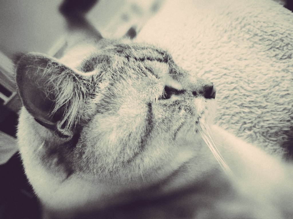 #journeeinternationaleduchat , merci à ma petite comparse de m'apporter tant de douceur et de bonheur #catlover 😻