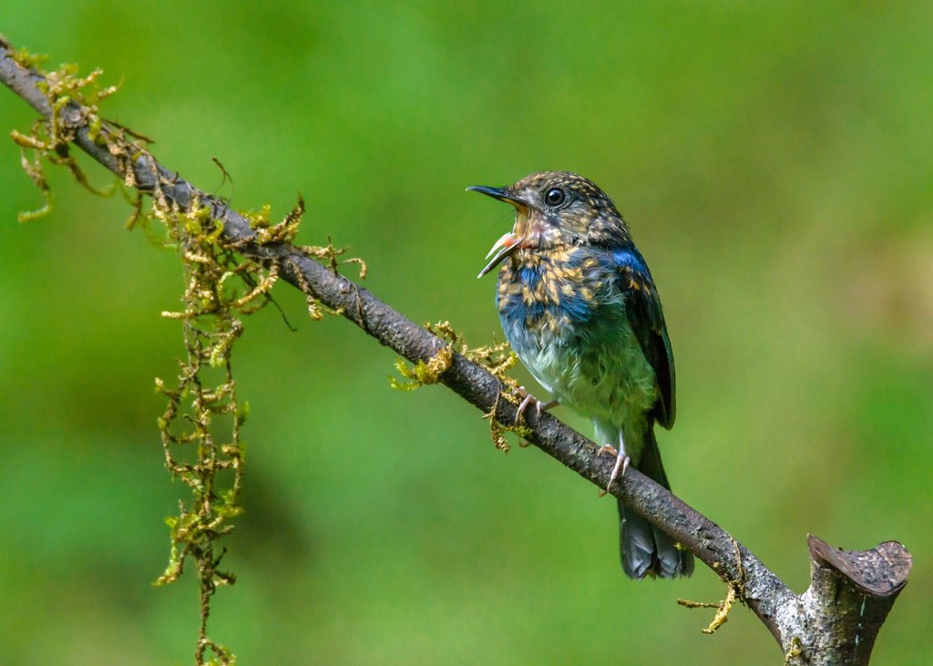 MacaulayLibrary's tweet photo. Today's #MLStaffPick is this young White-bellied Blue Flycatcher singing its little heart out into the jungle of northwestern Karnataka, India.
White-bellied Blue Flycatcher | Cyornis pallipes
© Ramesh Desai/Macaulay Library at the Cornell Lab (ML80895181) https://t.co/hZ9W5Rv3Fy