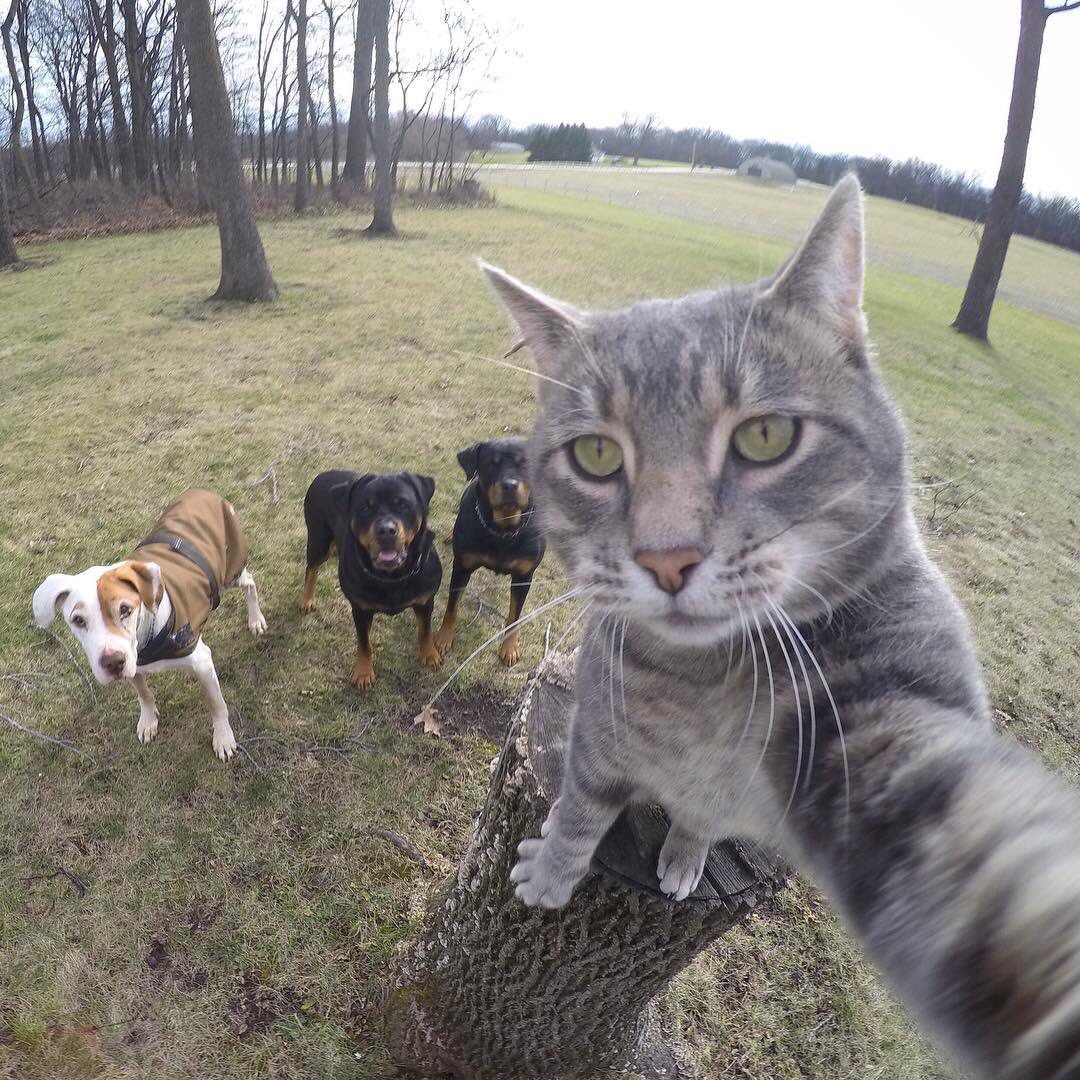 O POVO on X: Encontramos o gato de botas da vida real