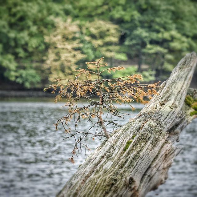 observationalar's tweet photo. #rurstausee #rurberg #einruhr #eiffel #Germany #hiking #hikingtrail #hikingadventures #hikinggermany #lake #beautiful #nature_shooters #nature_lovers #nature_good #germannature #photooftheday #instagood #gorgeous #landscape https://t.co/m4eW704ueY
