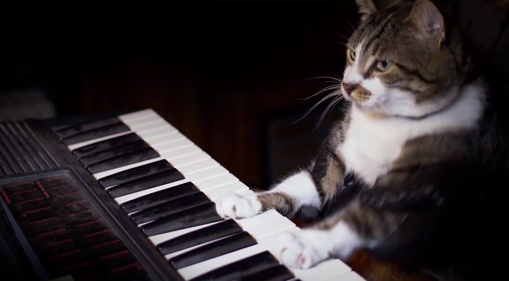 ScienceMusofVA's tweet image. It's #InternationalCatDay?!? Well isn't this the puuuuurrrrrrfect time for us to re-share our Lifestyles of the Wild and Fabulous cat clip!   youtube.com/watch?v=k1w7UT… #cats #CatScience #InternationalCatDay2018