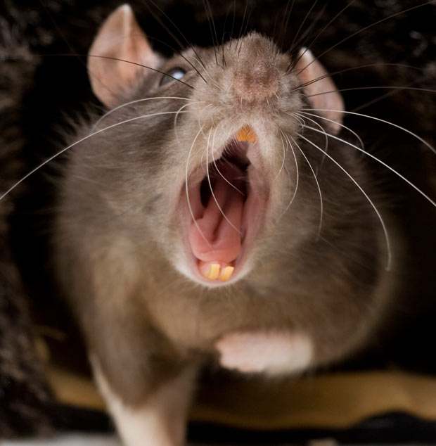 ¡JUDAS <a href="/thibautcourtois/">Thibaut Courtois</a> !