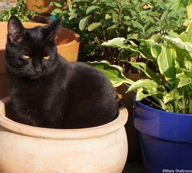 plewsgd's tweet photo. It's #nationalcatday - we offer #gardeninglessons so you can grow your own #kitten for next year! There are a range of kitten seed colours including tortoiseshell, tabby, ginger Email #Plews today!
OK, so we don't have kitten seeds, but we do offer uniqu… https://t.co/DoFs0KkzQb https://t.co/GSq0ywYQSW