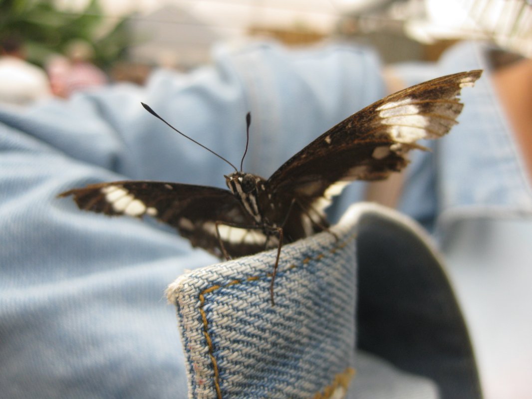MillieGoes's tweet photo. A #Butterfly or a #Flutterbye - What did you call them when you were young? This guy is just chilling on my jacket! https://t.co/3C5oeaO93A