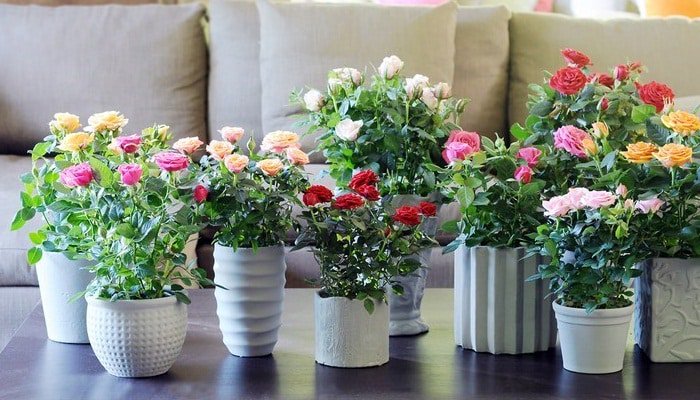 Agronomasters's tweet photo. 5 Consideraciones importantes en el cuidado de la rosas en macetas. https://t.co/83jkHbFm8D https://t.co/lwW33sF7Br