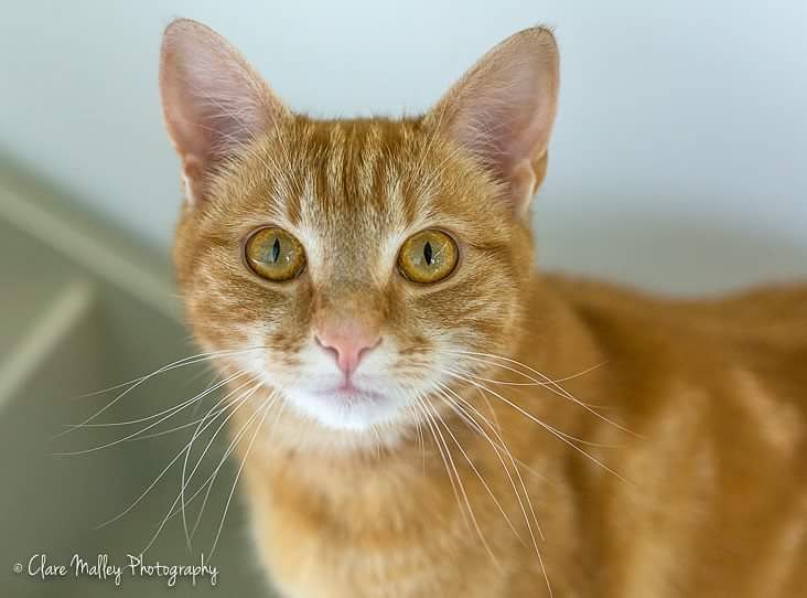 It's #internationalcatday Hope you're celebrating with your feline friend.