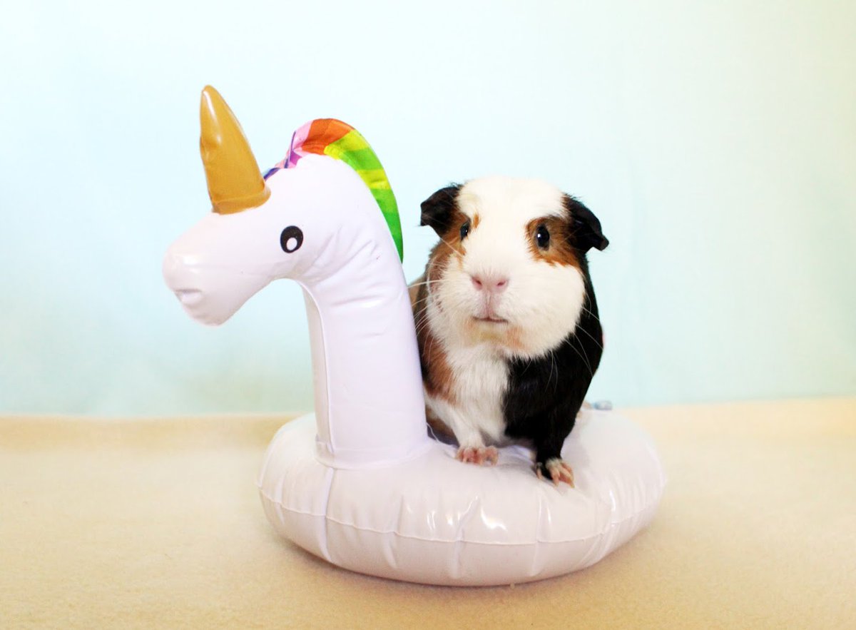 ☀️🥤🐹 It's a hot one! How do you keep your #guineapigs cool in the summer??

Read about a few of the things we do to keep our pigs comfy cool when it's hot &amp; humid: bit.ly/1SVinyE  #cavycare #guineapigcare
