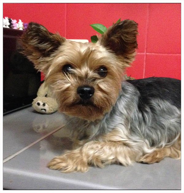 ShadeDesign's tweet photo. I'm so fluffy!😚
 #Yorkie #Yorkshire #YorkshireTerrier #Dog  #puppy #doglovers #DogLife  #CuteDog #LoveYorkie #loveDogs #LoveYou #FunnyDog #CuteYorkie  #sweetLife #funPics #pets #love #LoveYou #puppylove #Doggy https://t.co/cRWIEfOBx4